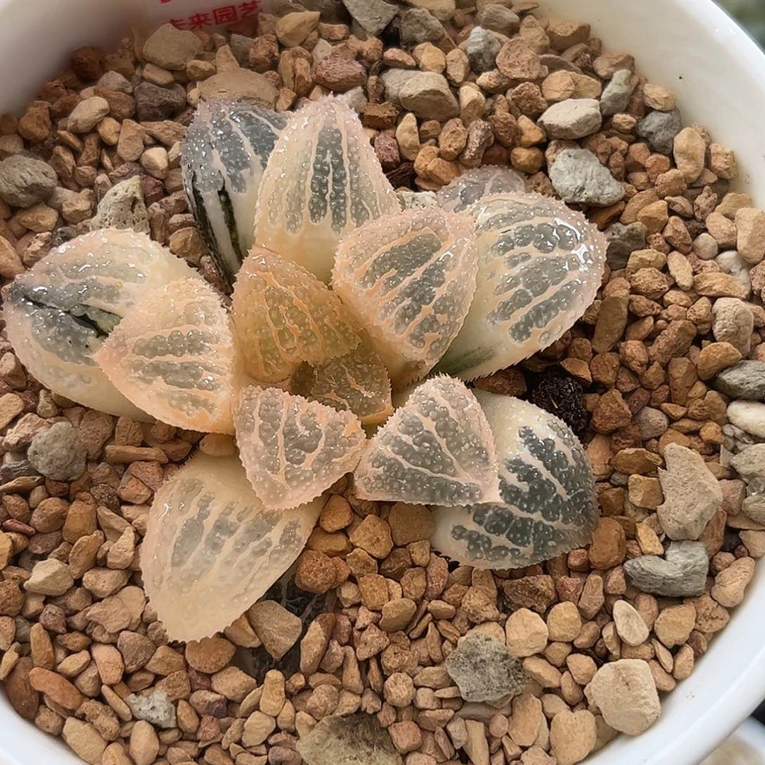 796糊斑具味城寿锦福利