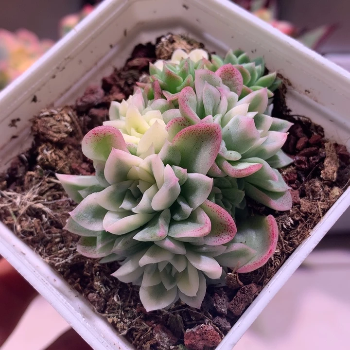女王群锦有全锦头
