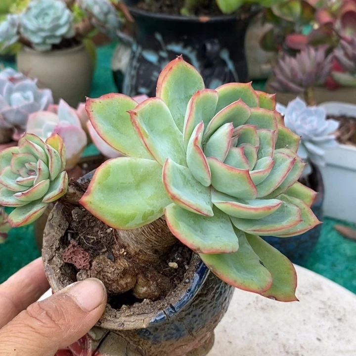 呈露老庄多肉整无砍