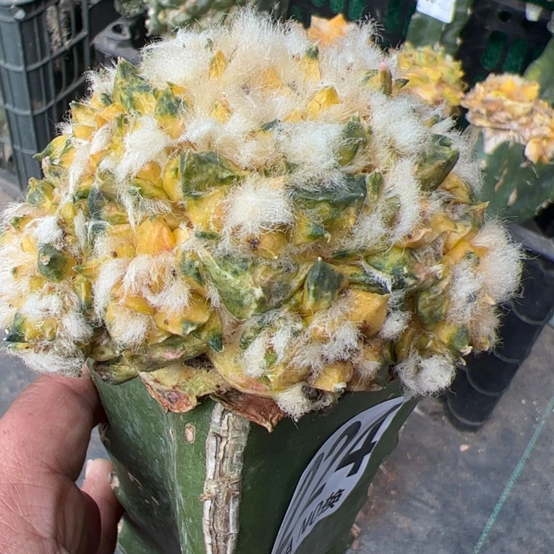 牡丹锦群仙人球224