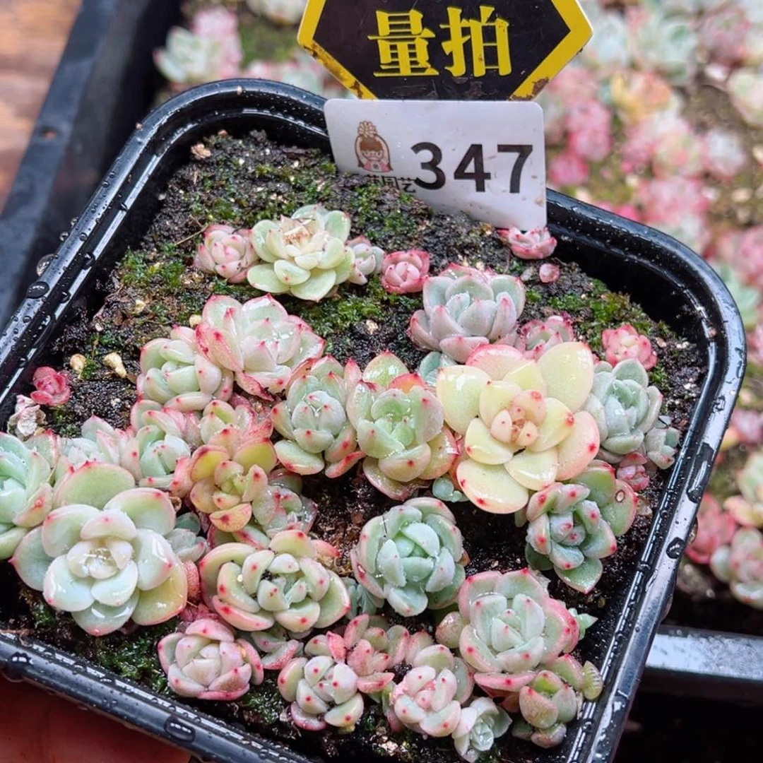 多肉植物多肉植物