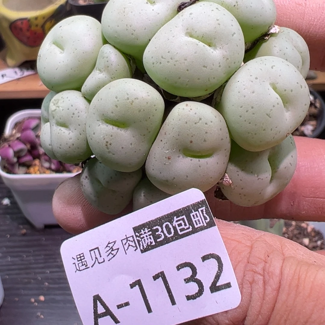 多肉植物111111111111