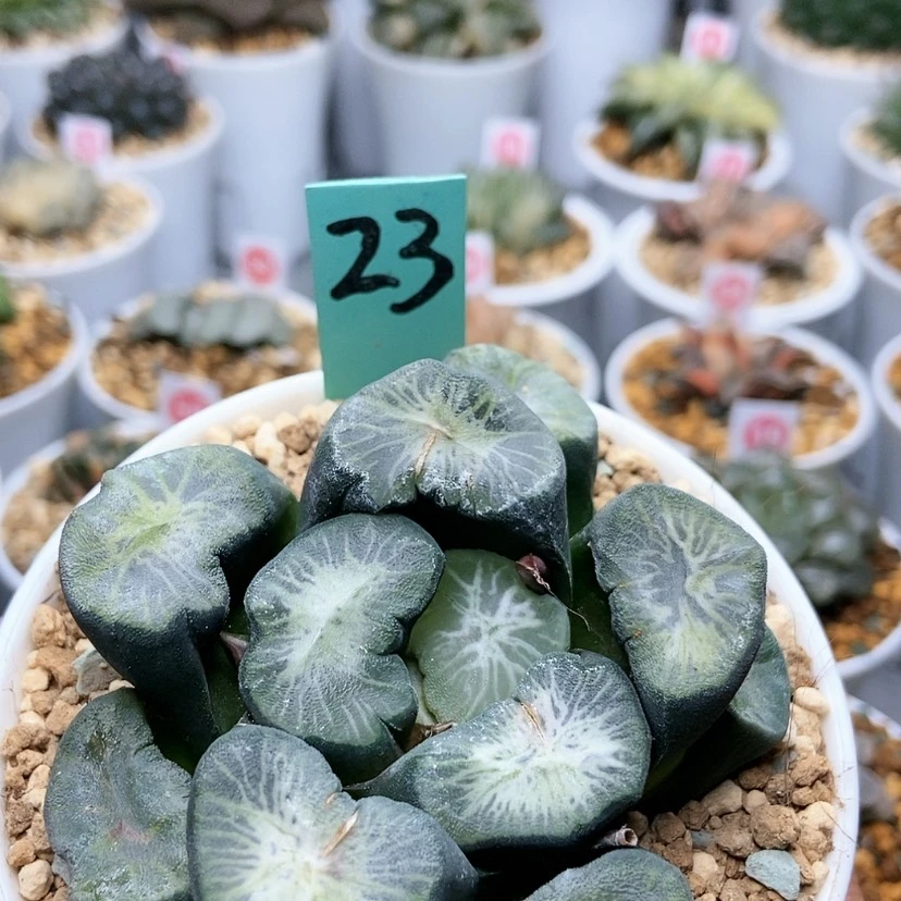 【闪购商品】嘿*潶23翡翠龙