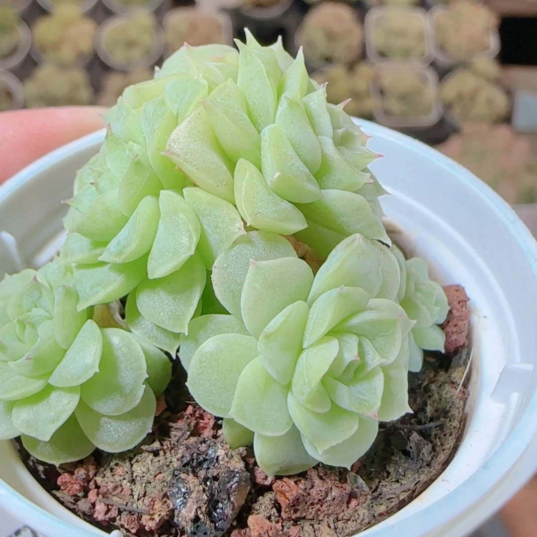 子***轩花语逸镜1112-358散