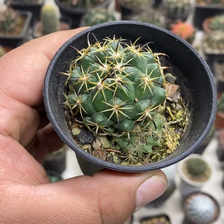 实生钢钉特价福利