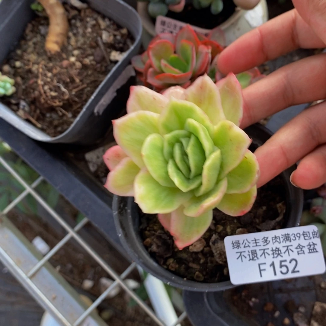 152冰玫瑰锦多肉5cm