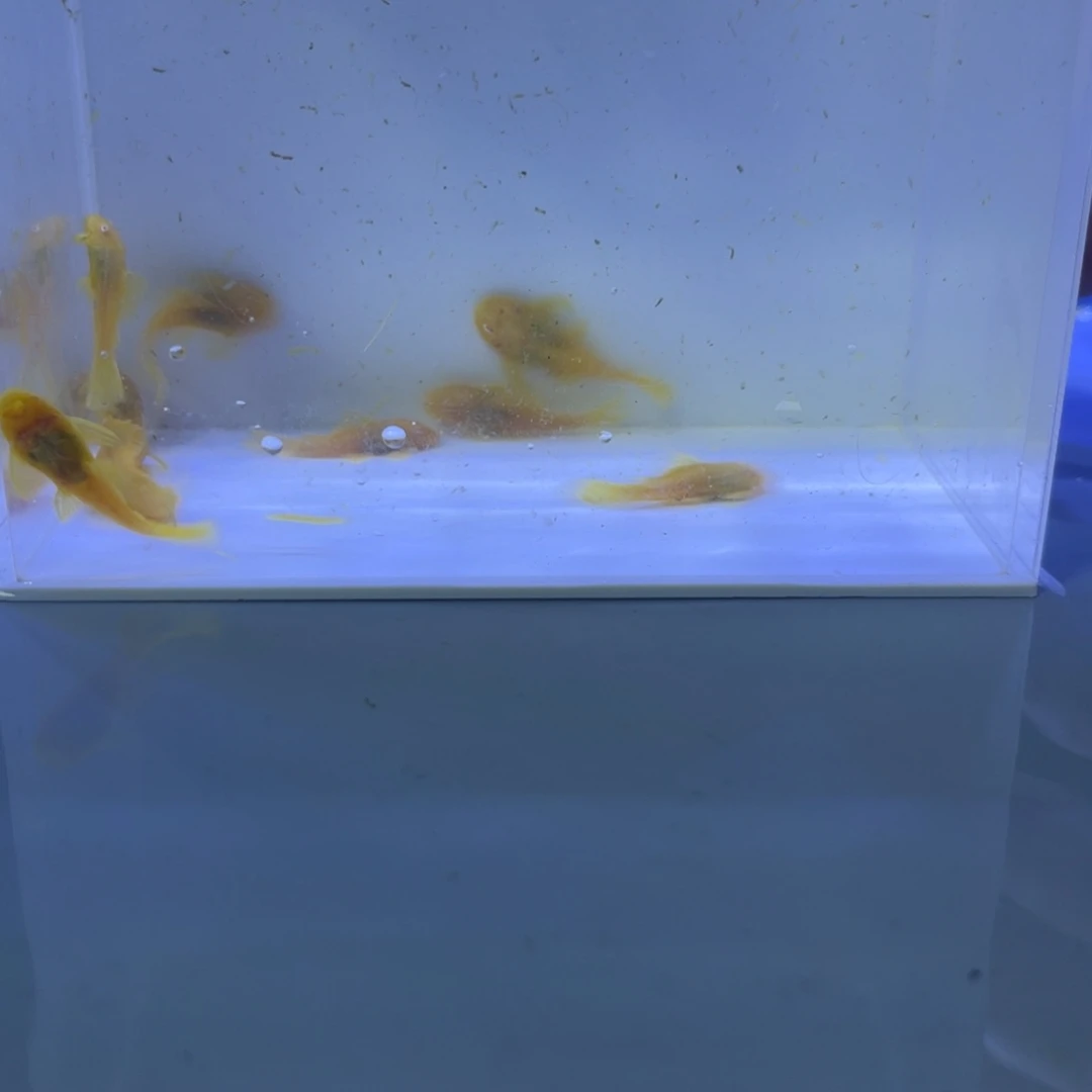 孔雀鱼胡子十条开箱视频报损