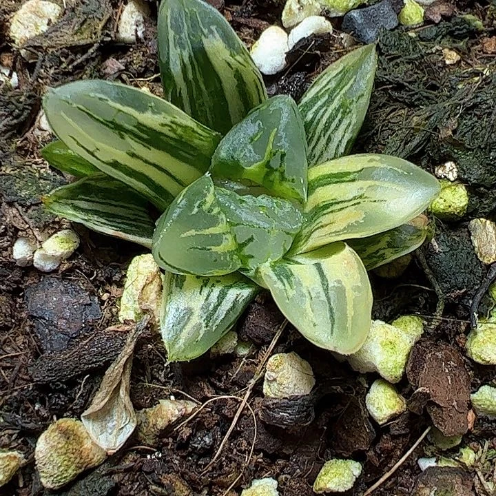 恭喜发财大吉大利0257