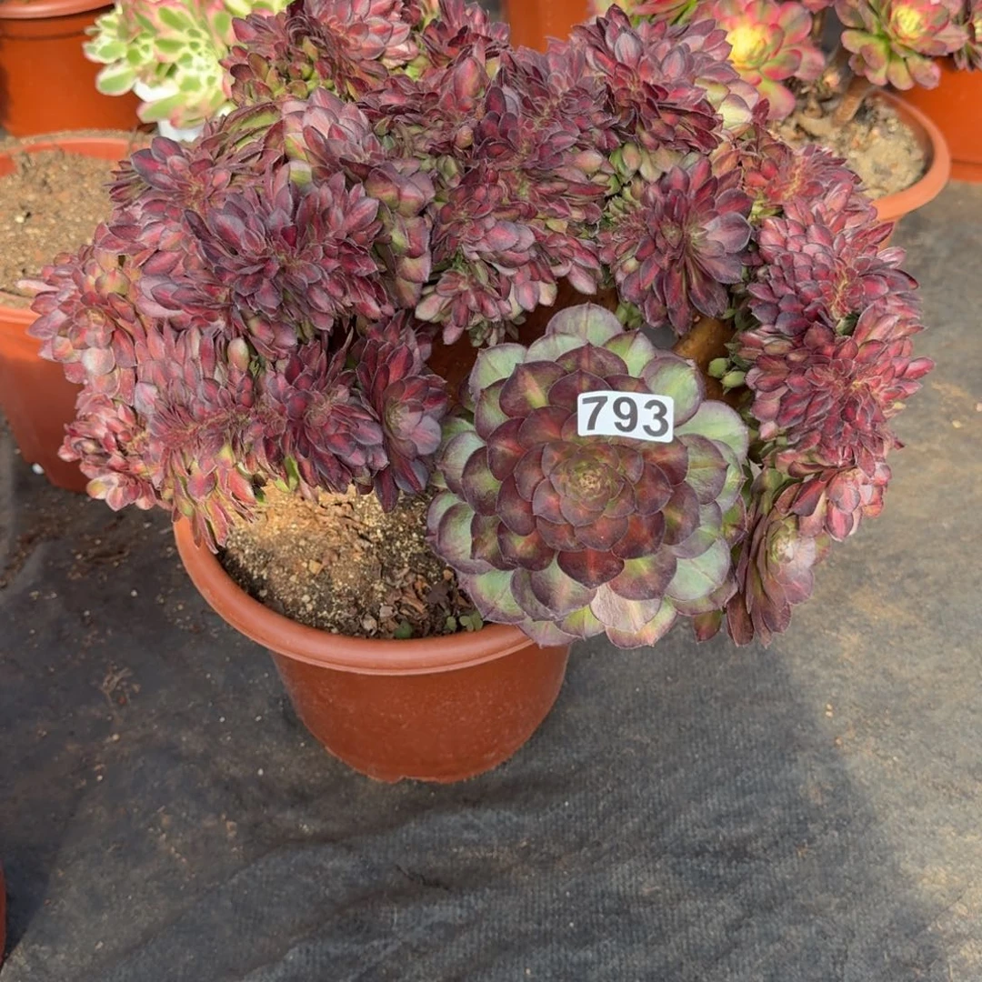 793多肉植物抹茶缀