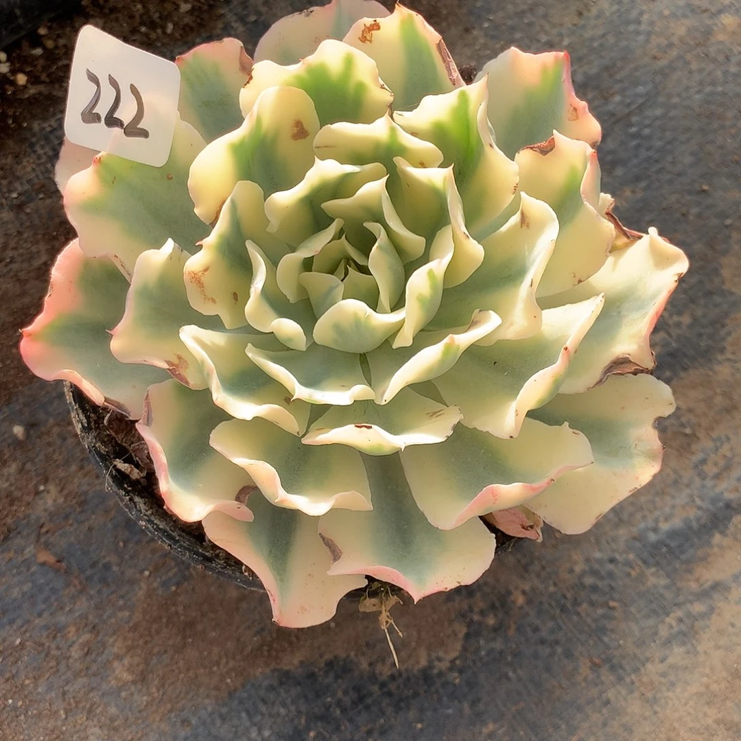 仅***涩海啸花脸多肉植物老桩