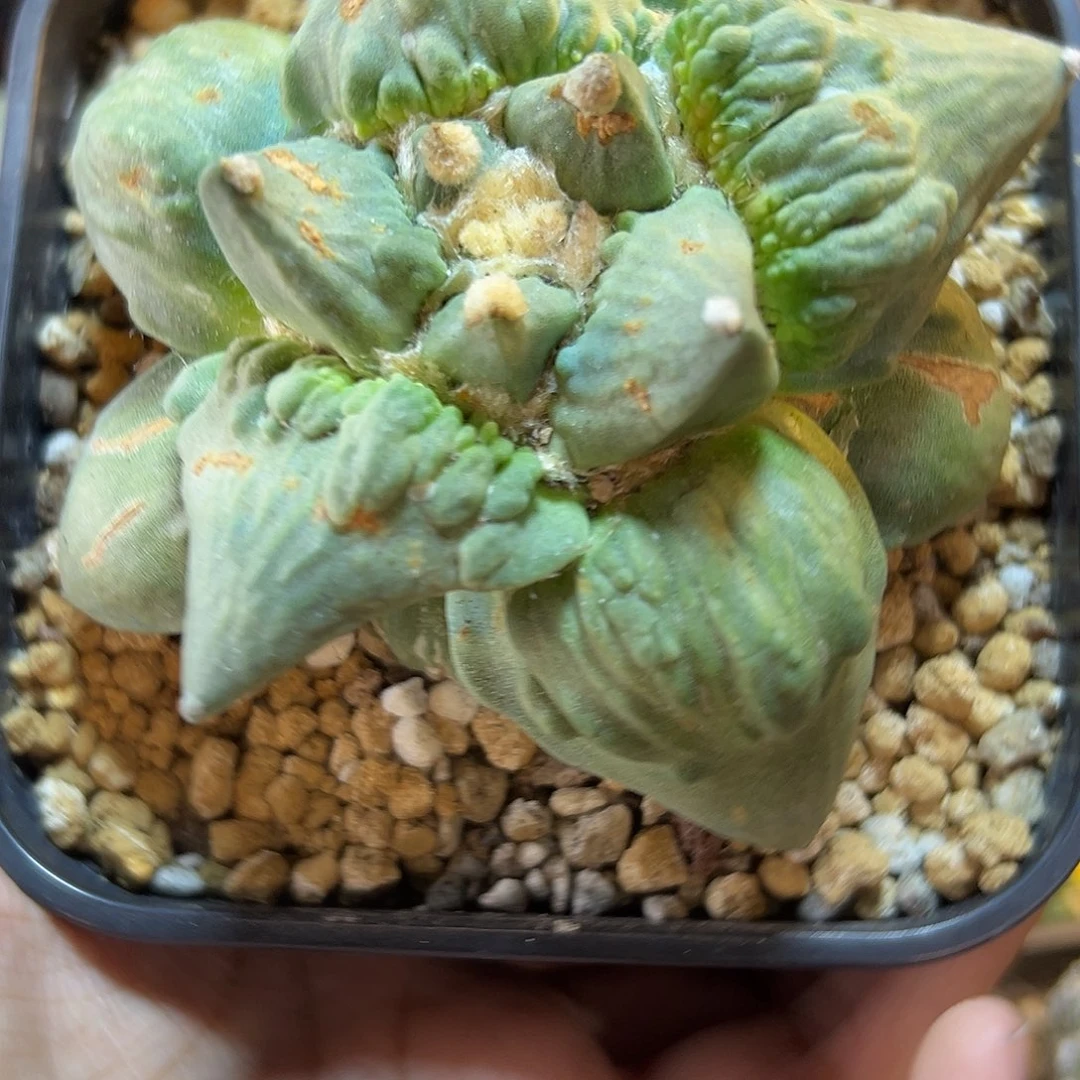 75号自根村主怒10公分小老皮