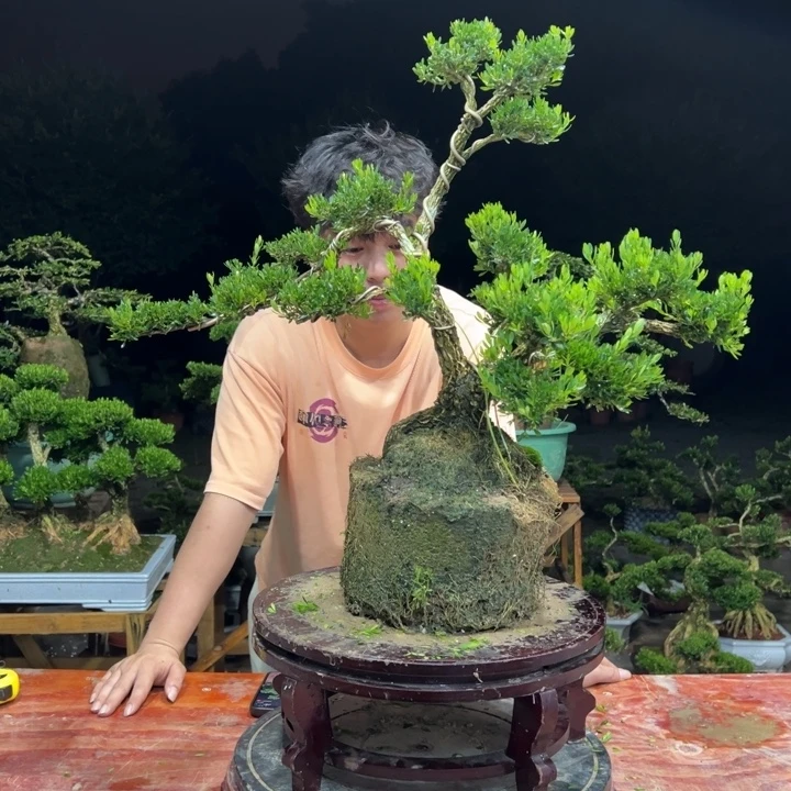 无花朵广东皱皮雀舌黄杨