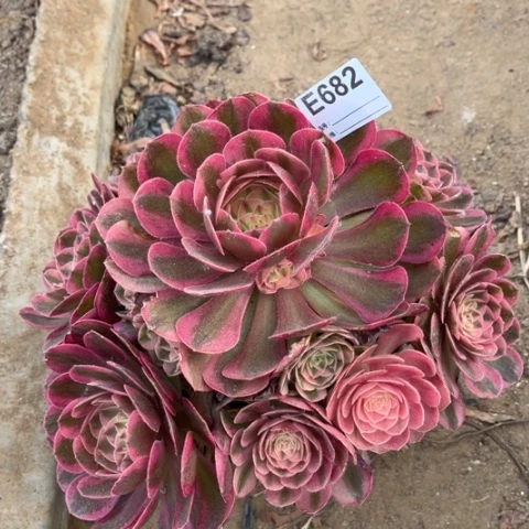 多肉植物火龙果捧花