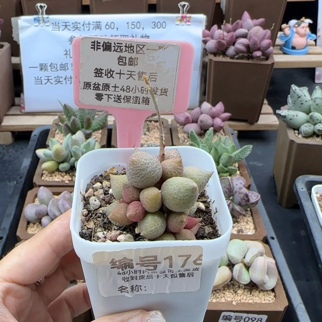 176小辣椒多肉植物