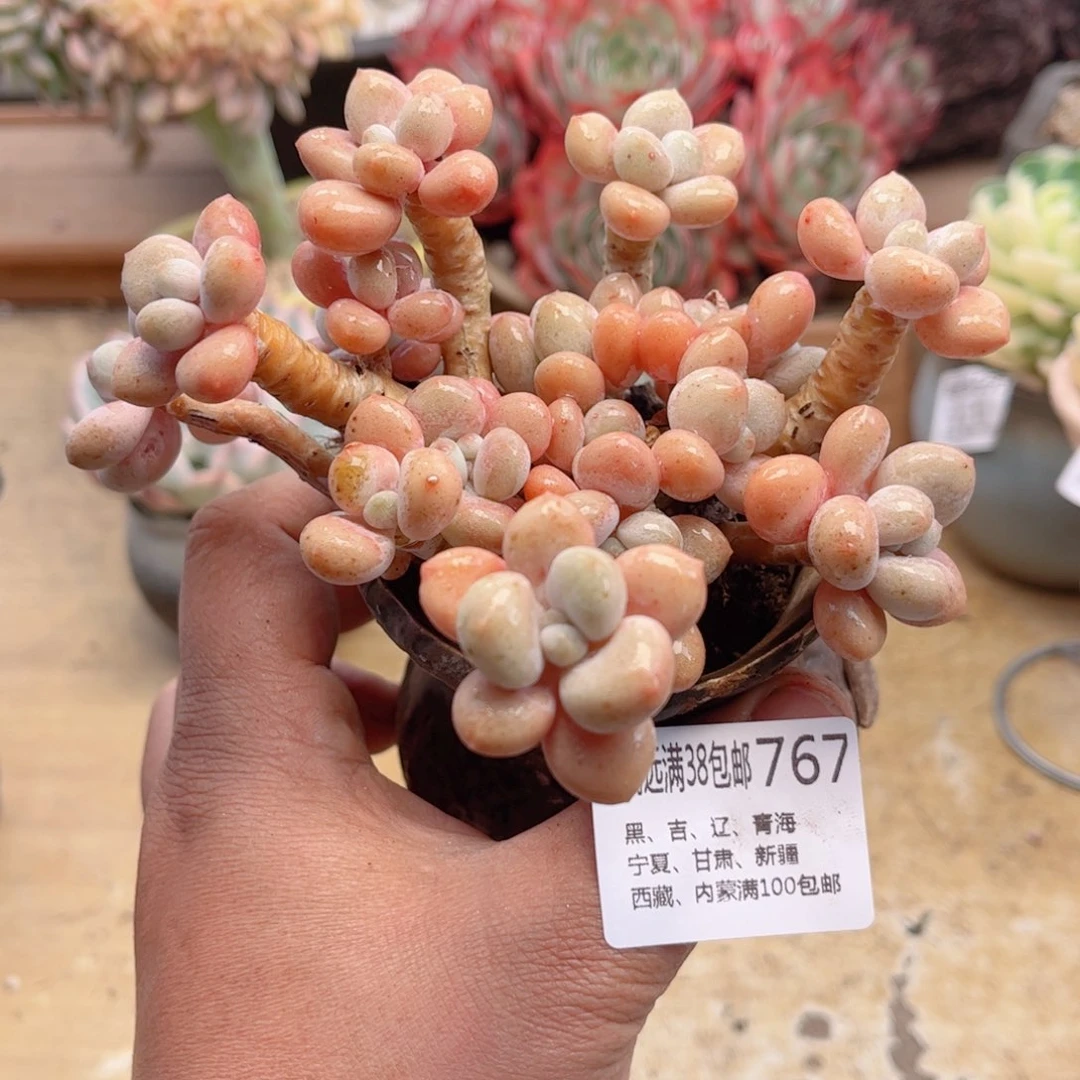 767香水洛神德华多肉