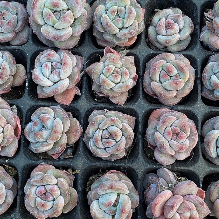 小紫皮星影1元带土