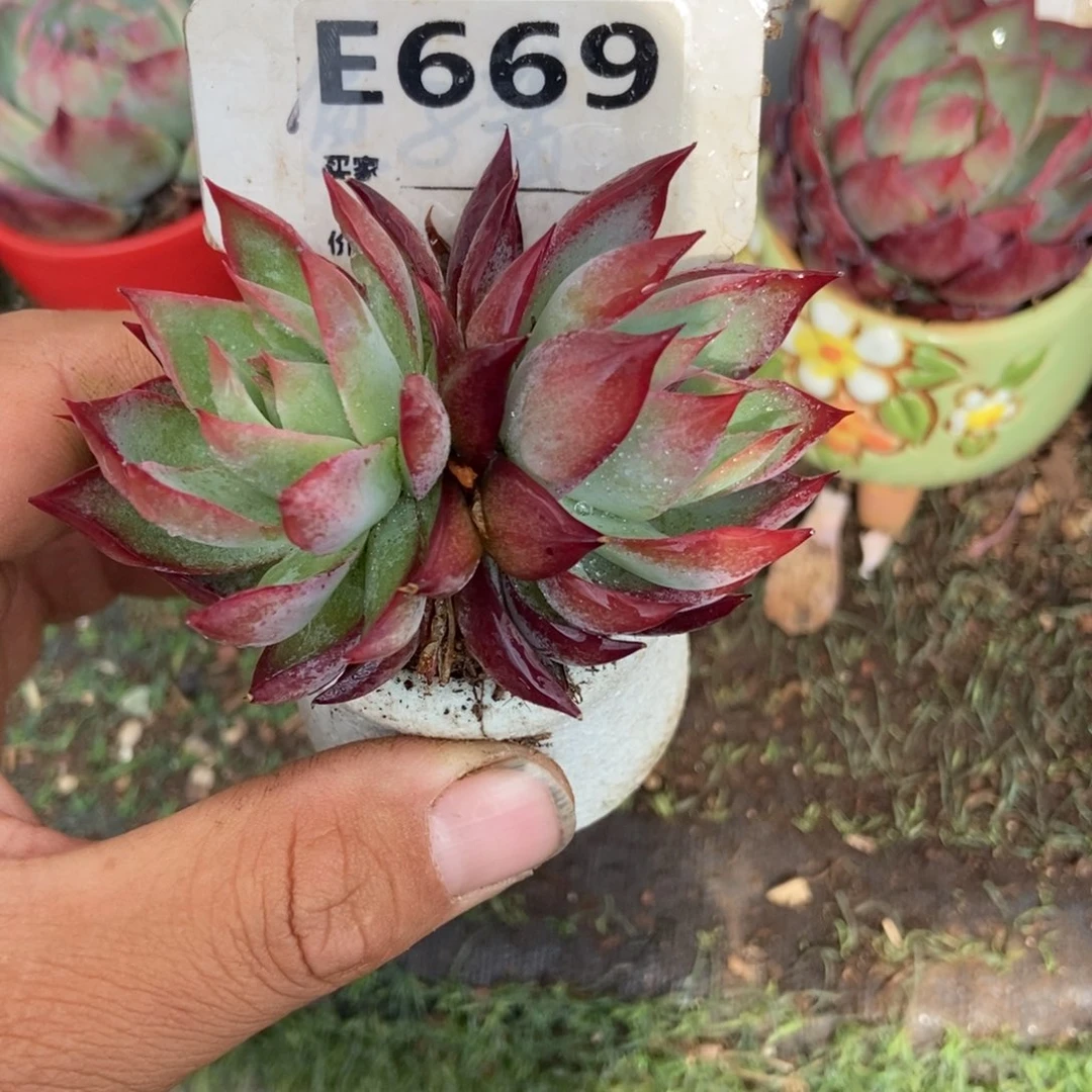 惊鸿一瞥669号楼