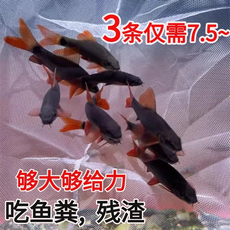 彩虹鲨工具鲨可混养清洁鱼工具鱼清道夫吃残渣吃垃圾小热带观赏鱼