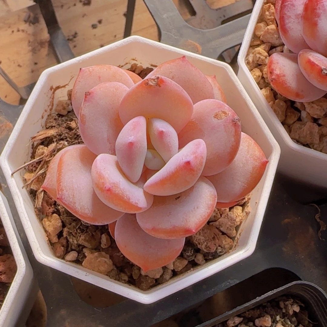 奶茶精控单头优选