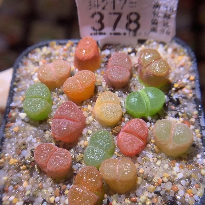 精品生石花217.378