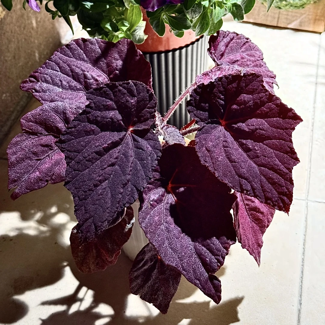 玛格利特海棠网红ins风绿植盆栽室内花卉北欧进口观赏植物