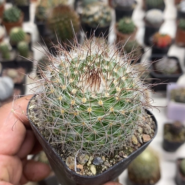 非秀玉实生特价福利