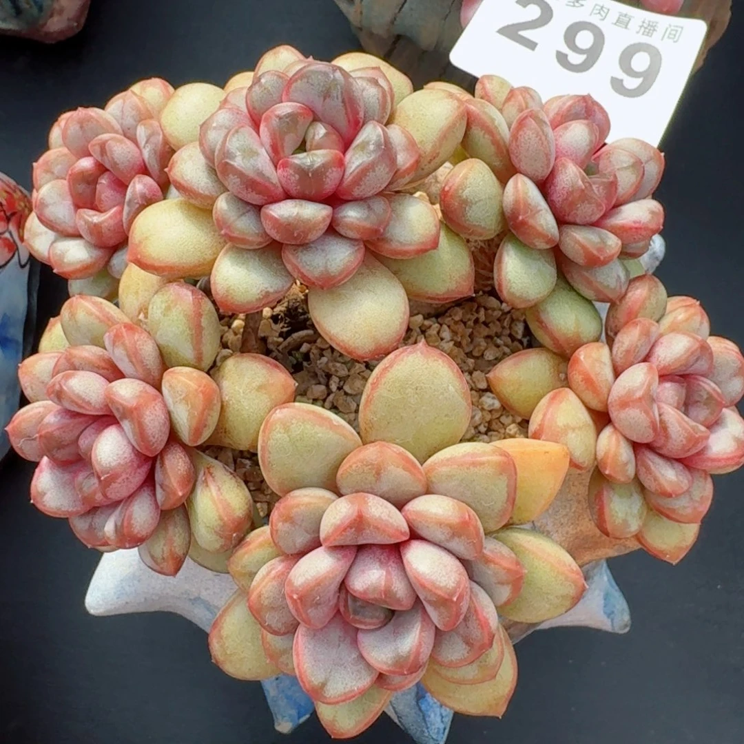 葡萄精控养老桩               一物一拍多肉植物