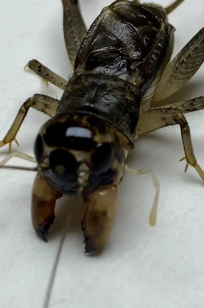 本源斗蟋冬版白虫蛐蛐牙大耐斗精品