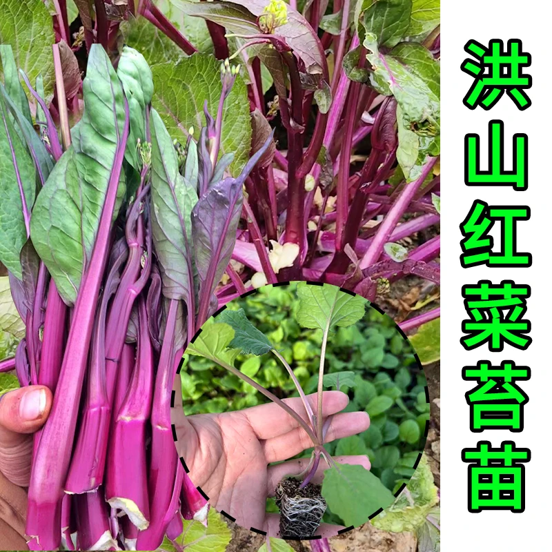 武汉洪山红菜苔苗带土球抗寒早熟高产露天栽阳台露台