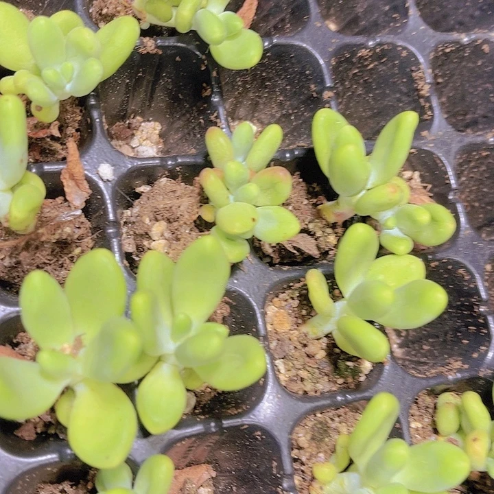 精品芒果奶多肉植物