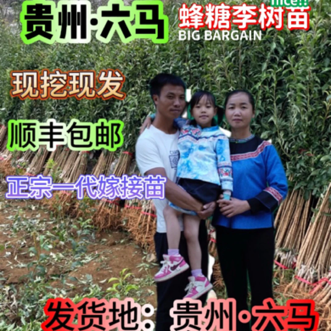 贵州镇宁六马蜂糖李树苗蜂糖李嫁接苗盆栽原产地蜂糖李树苗