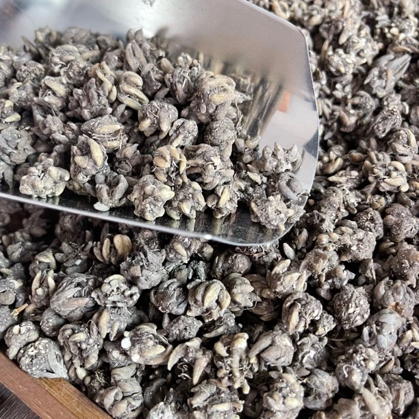 野生猫抓草 山货猫抓草 土特产 可搭配夏枯草