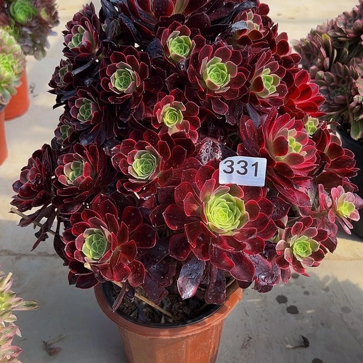 多肉植物331凤冠。