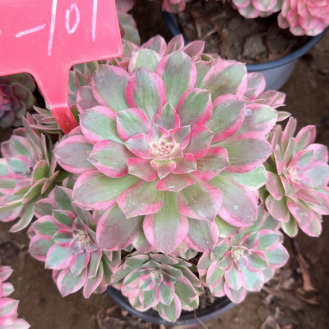 4-101云荷多肉法师