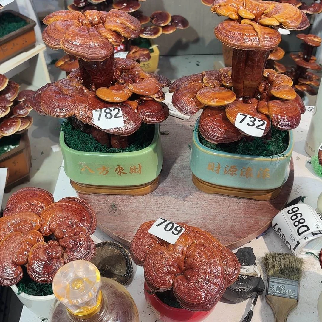 无花朵灵芝888558888888888888