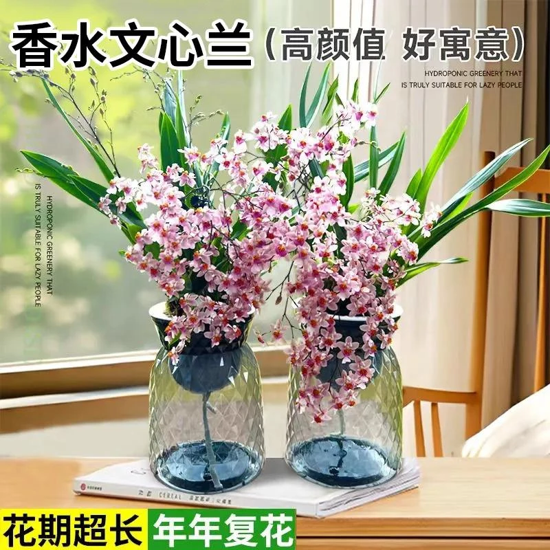 梦香兰室内花卉盆栽带花苞室内开花卉植物客厅绿植秋冬兰花