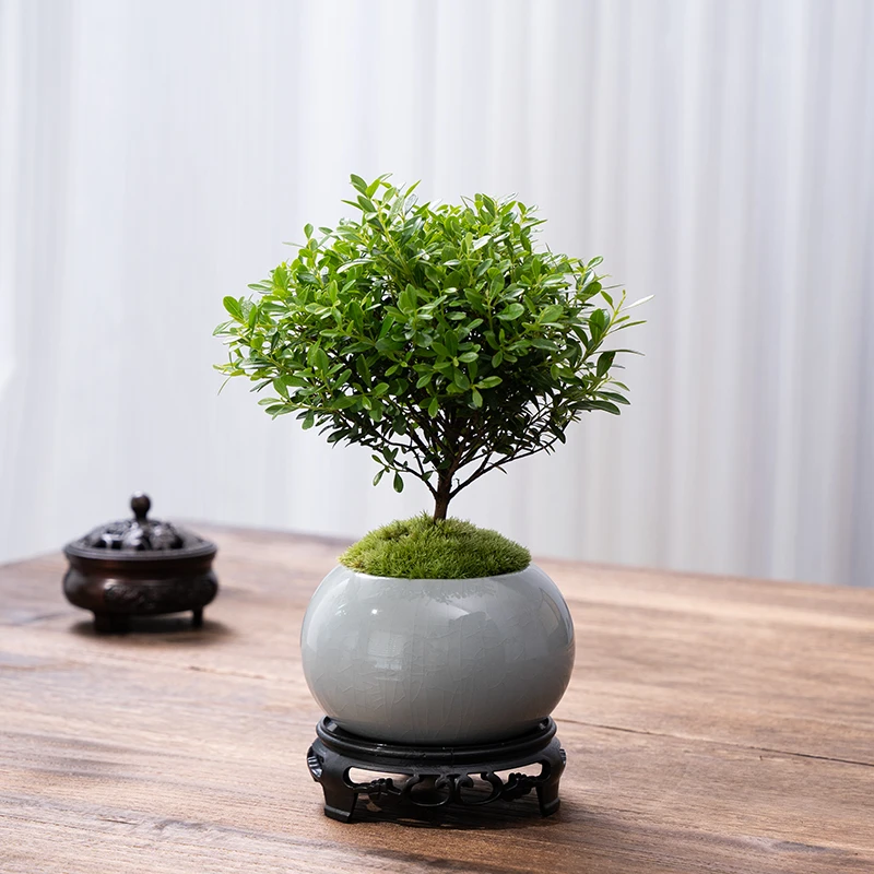 小叶赤楠老桩盆景苗植物花卉微景观水培办公室内好养四季常青盆栽