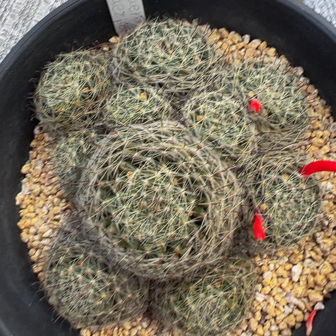 324实生根多肉植物带盆土