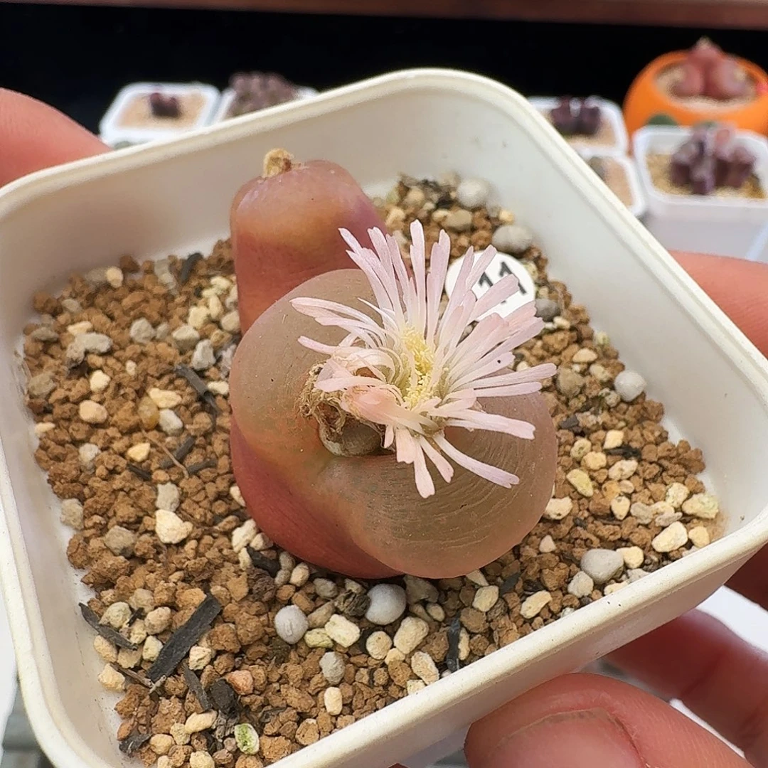 多肉植物福利清盒111