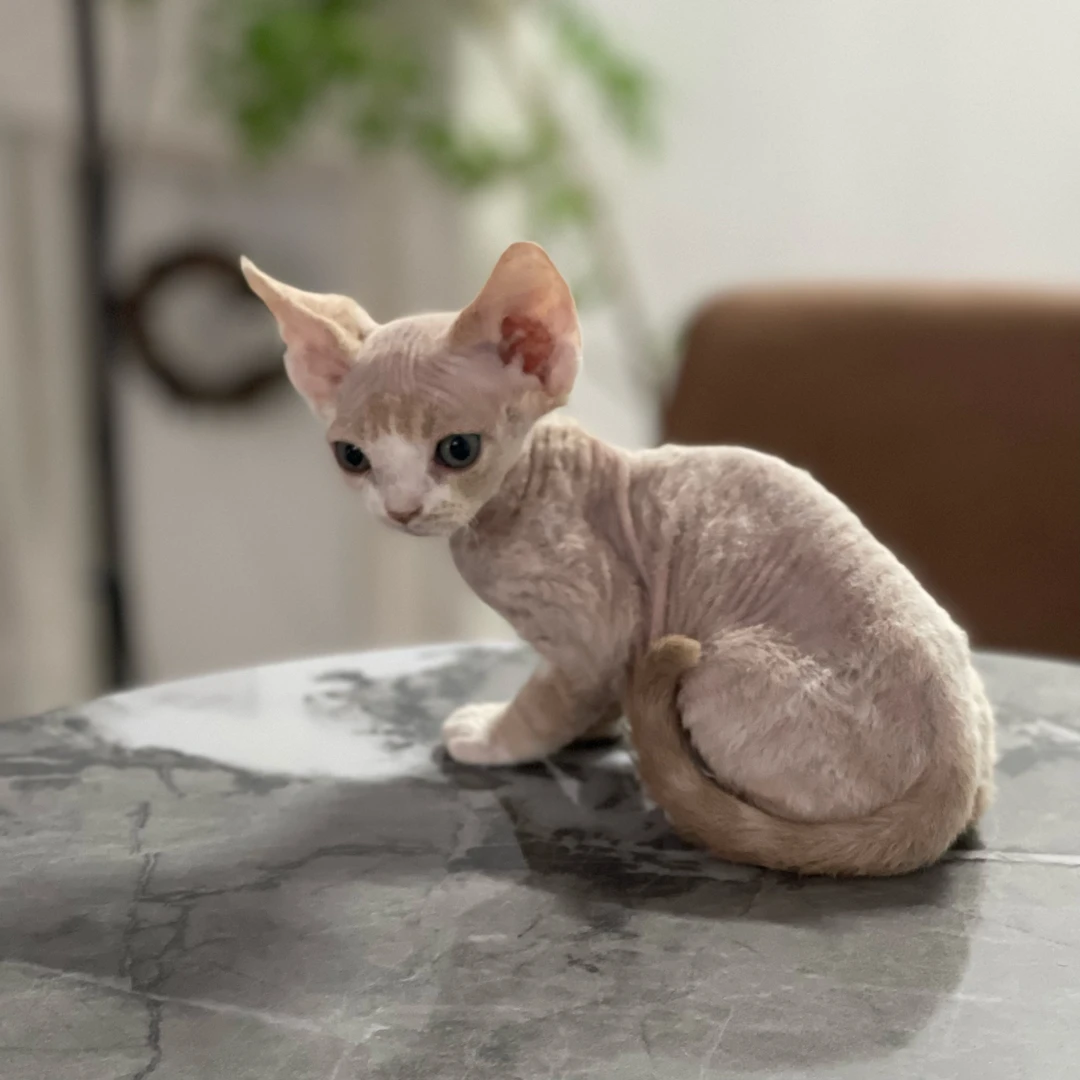德文卷毛猫活体猫咪虎斑弟弟