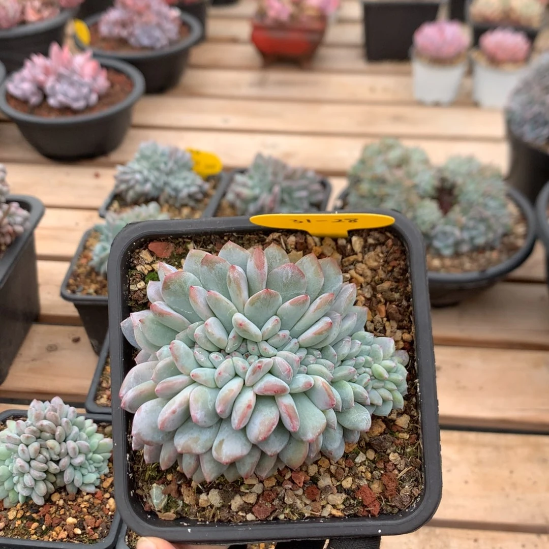 10厘米底切石榴籽缀 一字马 31