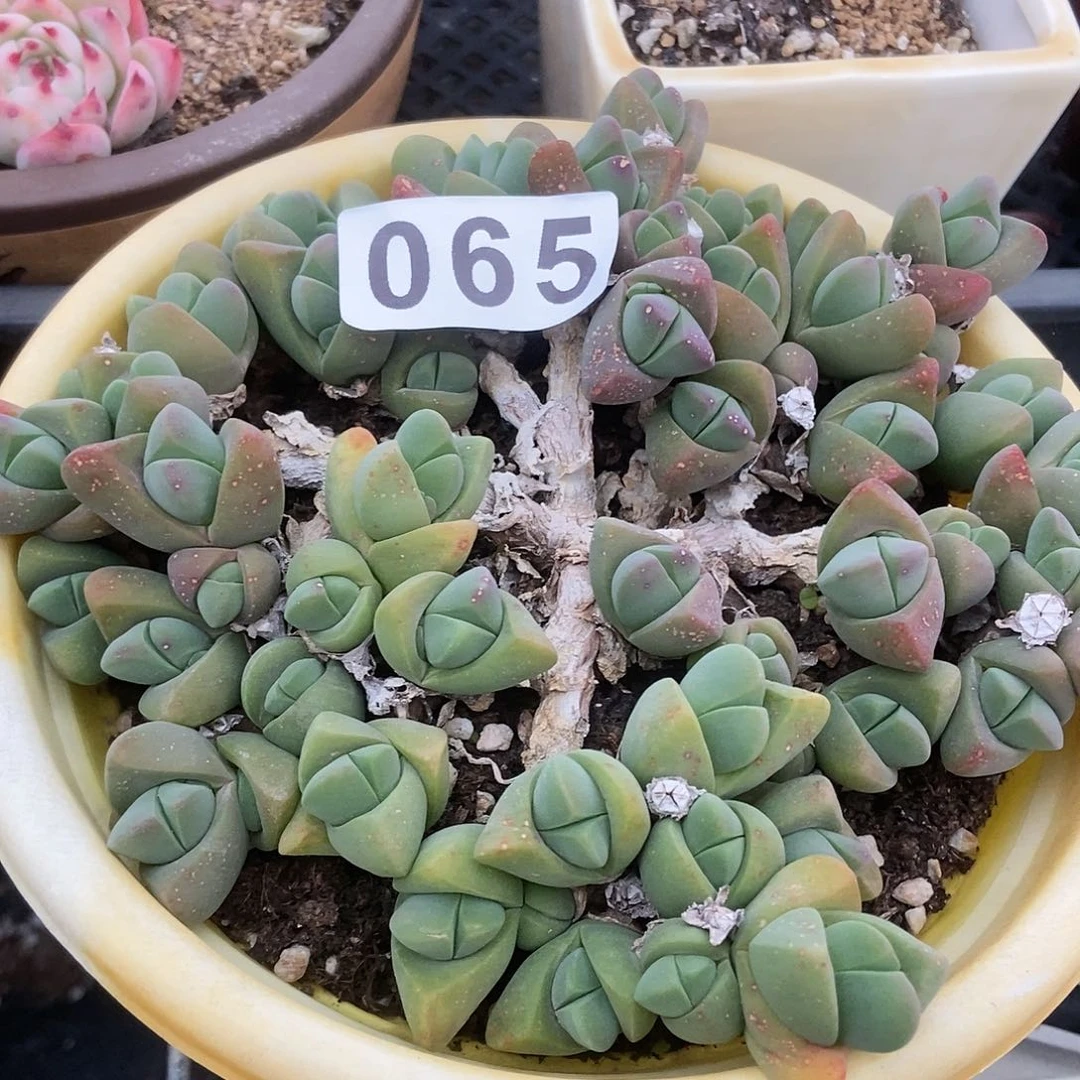 秋琴玉大群一物一拍065