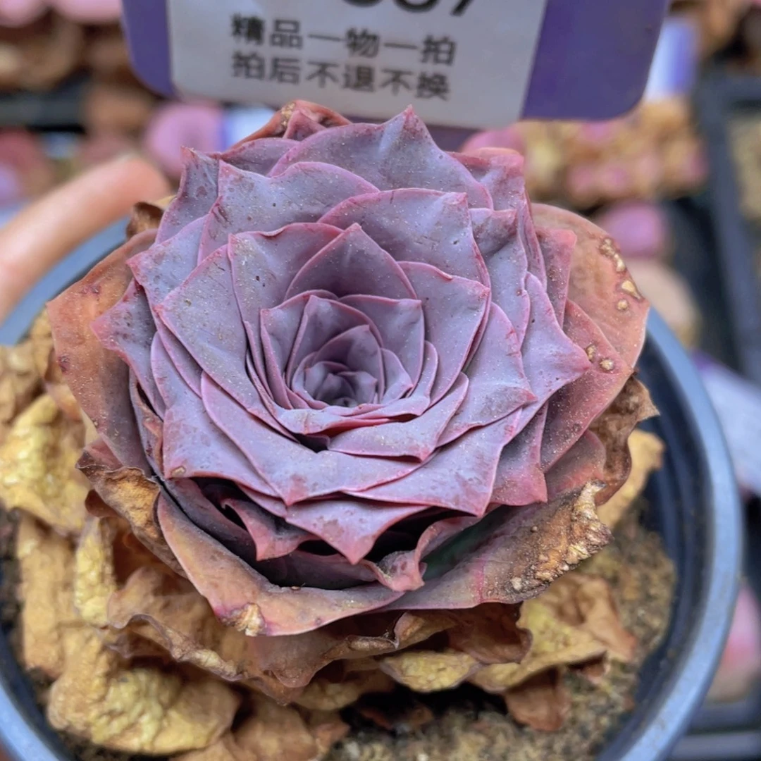 阿***黎山地玫瑰J387满38包邮裸根发货