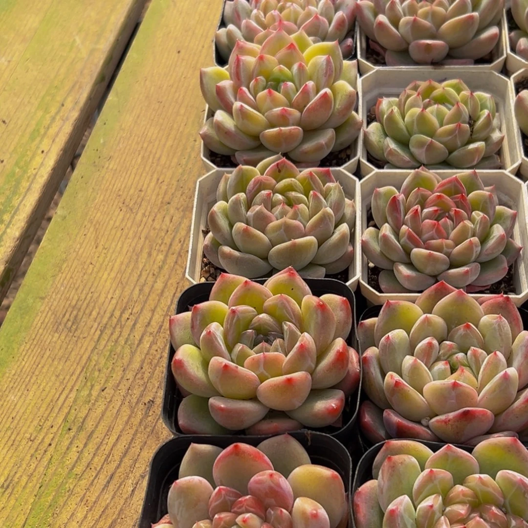 苏***苏429多肉葡萄的味道是什么