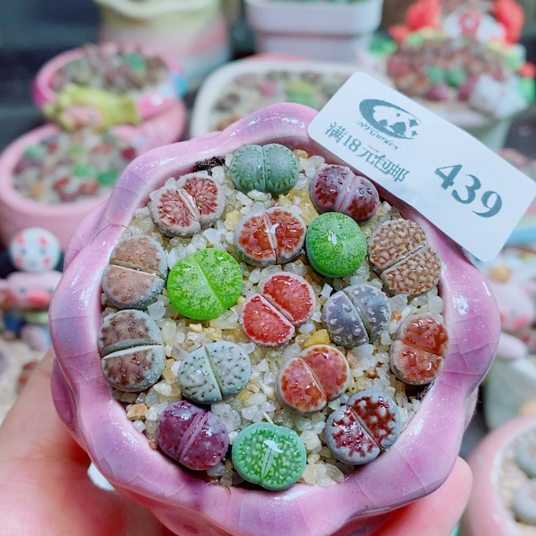 生石花花花花开了439