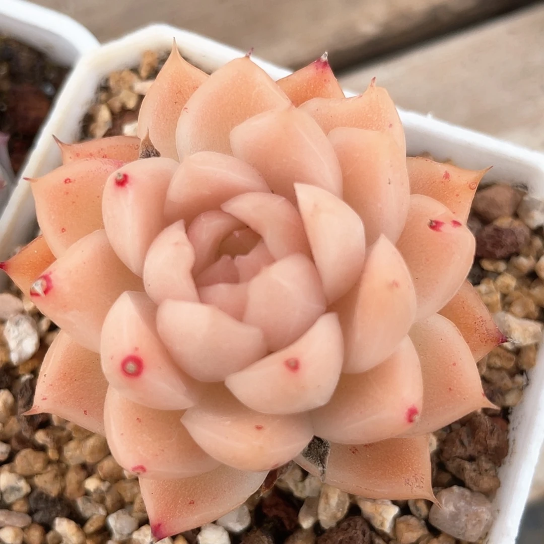 优选麦秆精品189