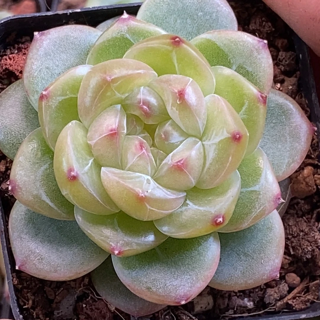 天官赐福百无禁忌