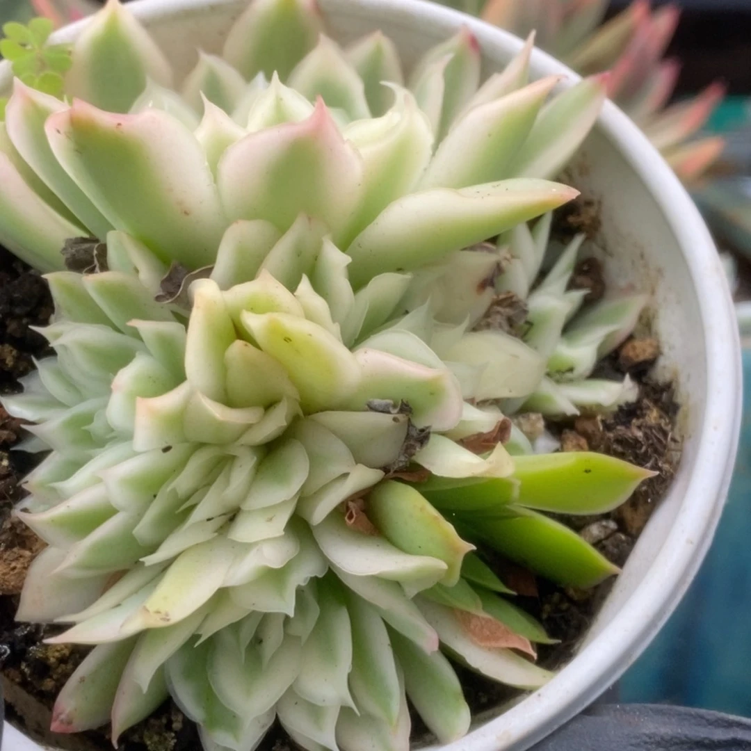 608紫蝴蝶锦锦锦锦锦锦