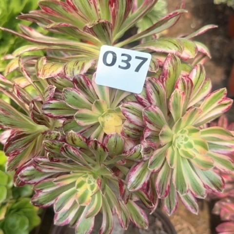 中*法师微锦锦18-43多肉