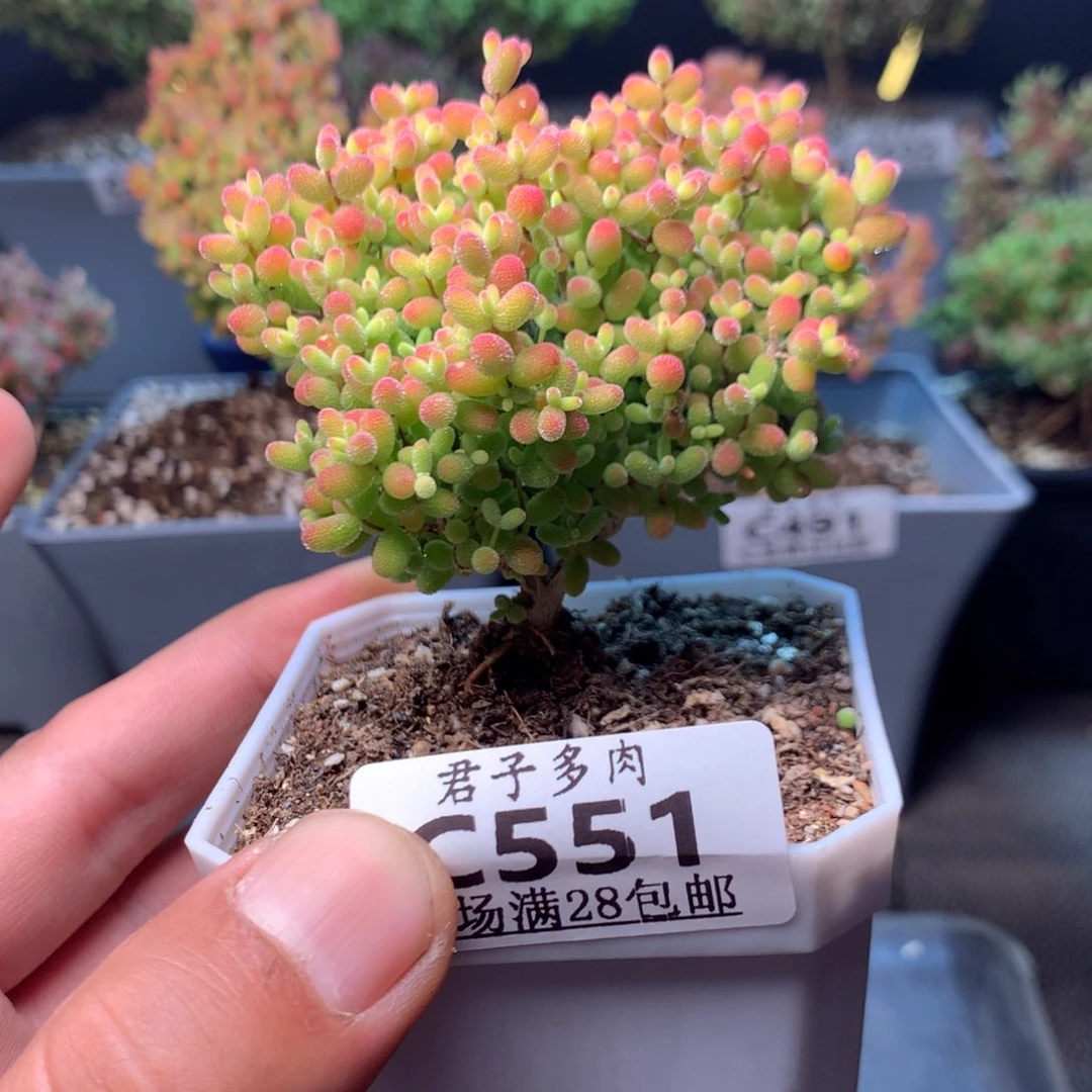 551蜜橘。